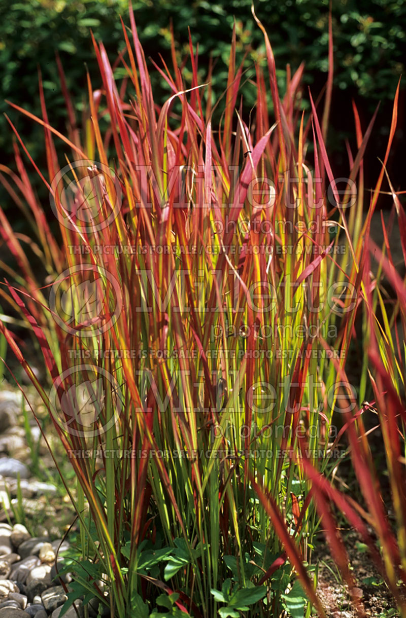 Imperata Red Baron or Rubra (Japanese Blood Grass) 1 