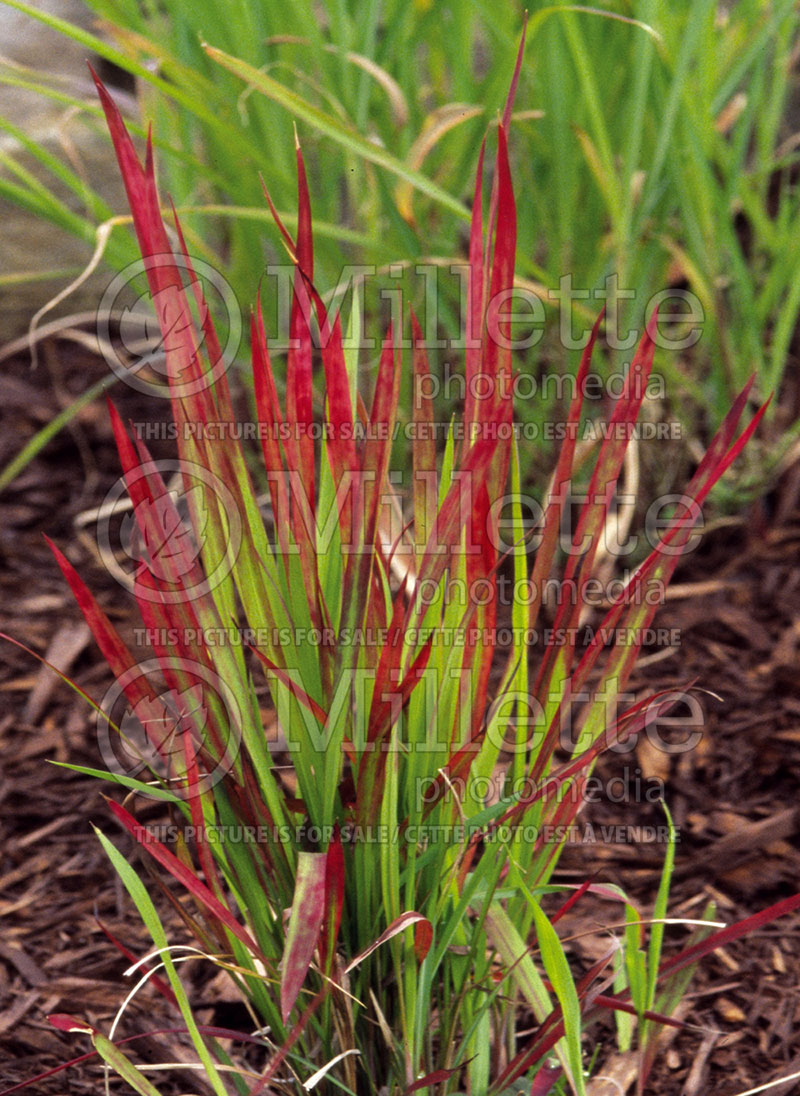 Imperata Red Baron or Rubra (Japanese Blood Grass) 3 