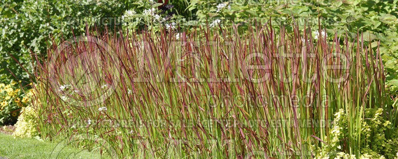 Imperata Red Baron or Rubra (Japanese Blood Grass) 7 