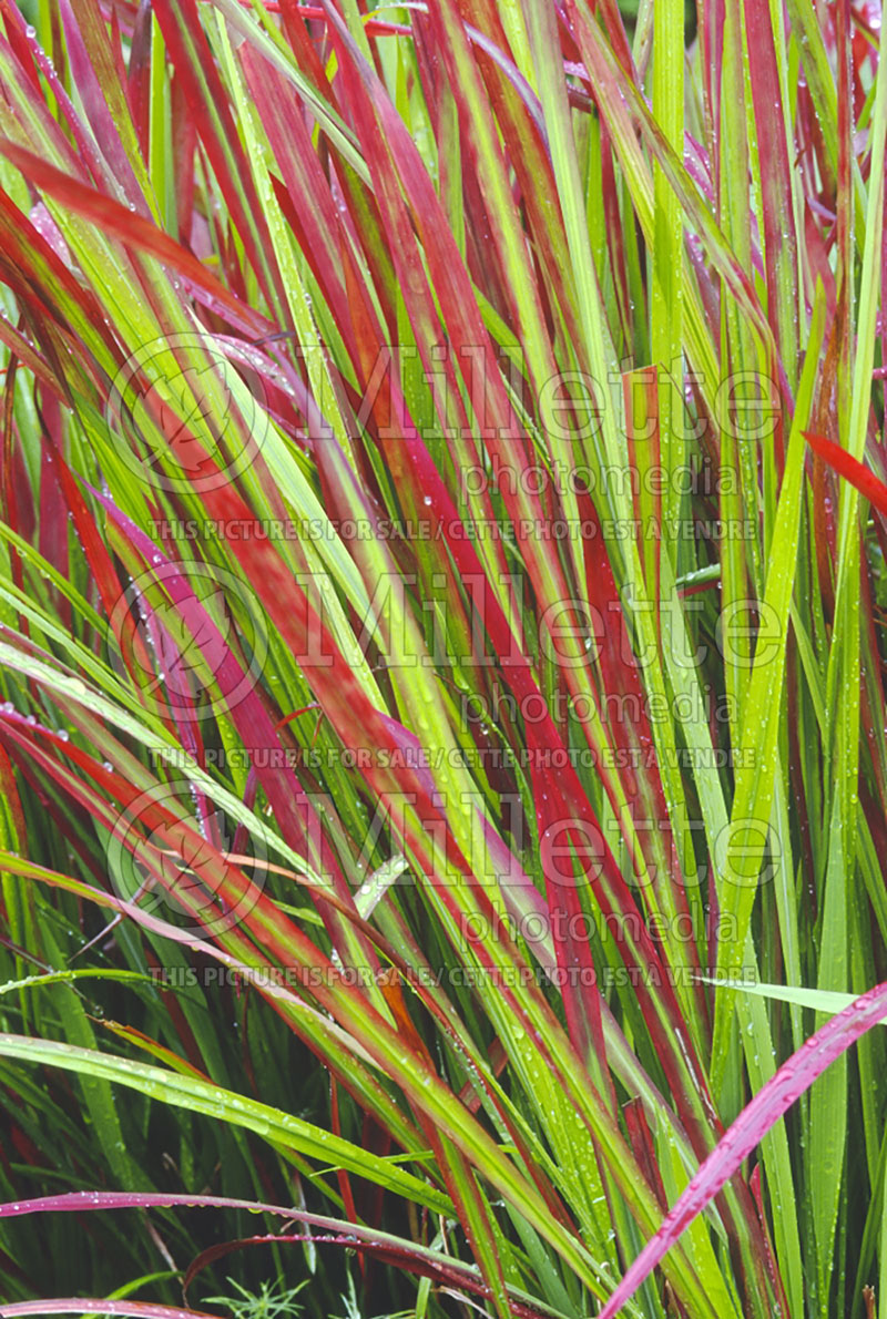 Imperata Red Baron or Rubra (Japanese Blood Grass) 13 