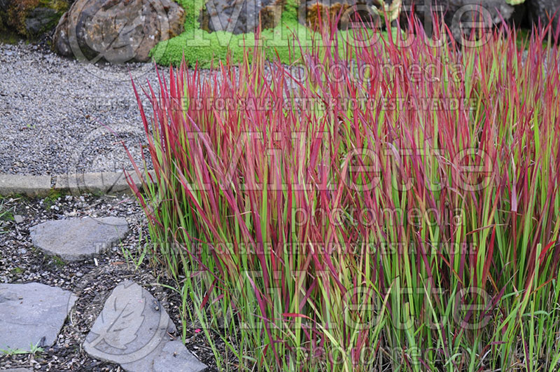 Imperata Red Baron or Rubra (Japanese Blood Grass) 4 