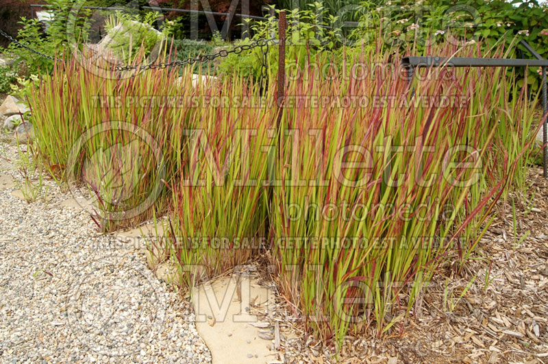 Imperata Red Baron or Rubra (Japanese Blood Grass) 2 