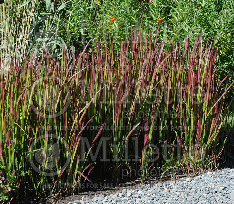 Imperata Red Baron or Rubra (Japanese Blood Grass) 5 