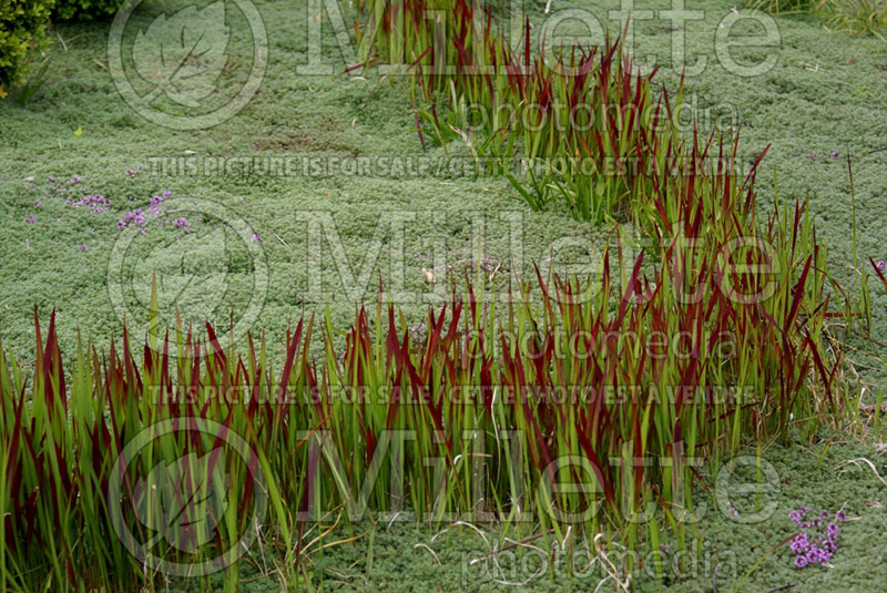 Imperata Red Baron or Rubra (Japanese Blood Grass) 15 