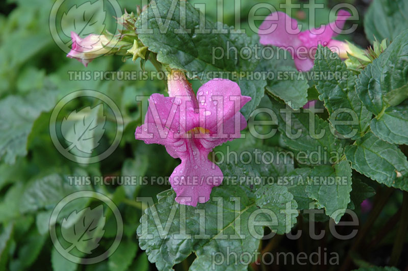 Incarvillea delavayi (Hardy gloxinia) 1