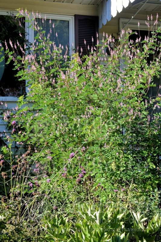 Indigofera amblyantha (Chinese Indigo) 1 