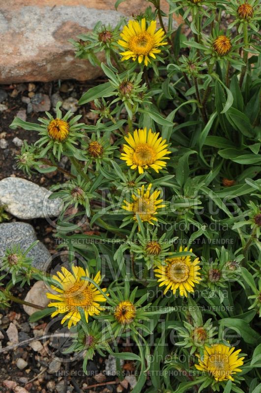 Inula acaulis (Inula) 1 