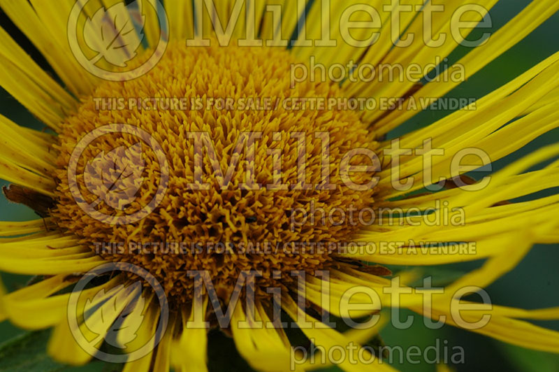 Inula magnifica (Fleabane) 1