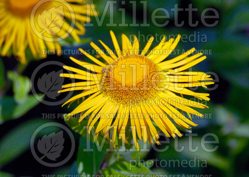 Inula orientalis (Fleabane)  2