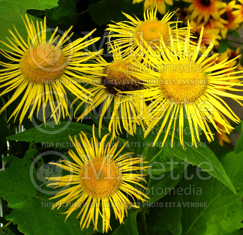 Inula orientalis (Fleabane)  1