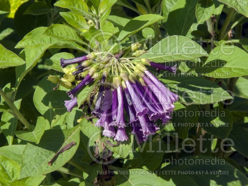 Iochroma Royal Queen Purple (Iochroma) 2 