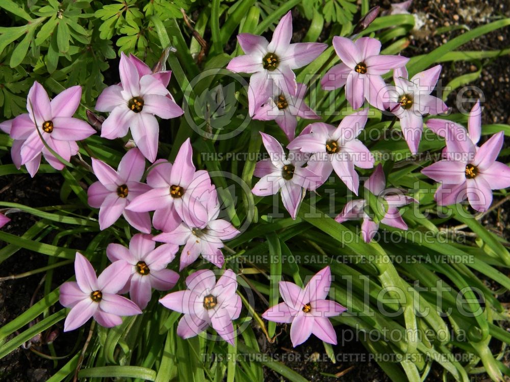 Ipheion Charlotte Bishop (Spring Starflower) 2 