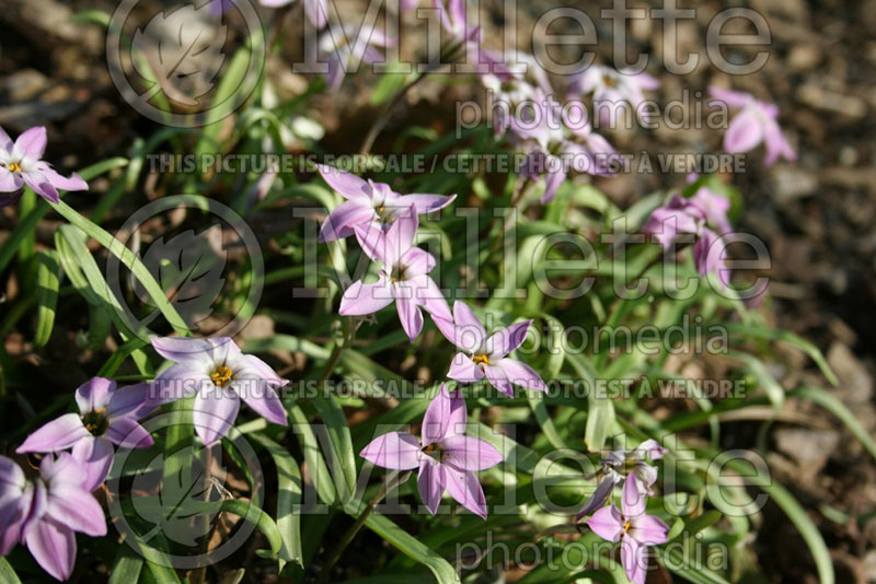 Ipheion Charlotte Bishop (Spring Starflower) 1 