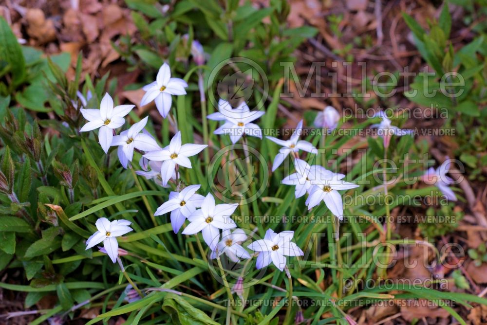 Ipheion Wisley Blue (Spring Starflower) 2 