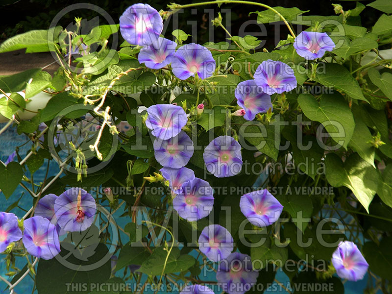 Ipomoea Light Blue Star (Sweet Potato Vine) 1 