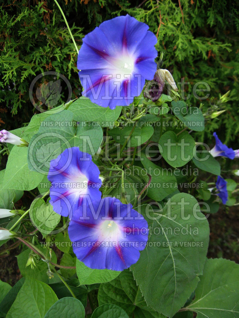 Ipomoea Star of Yalta (Sweet Potato Vine) 1 