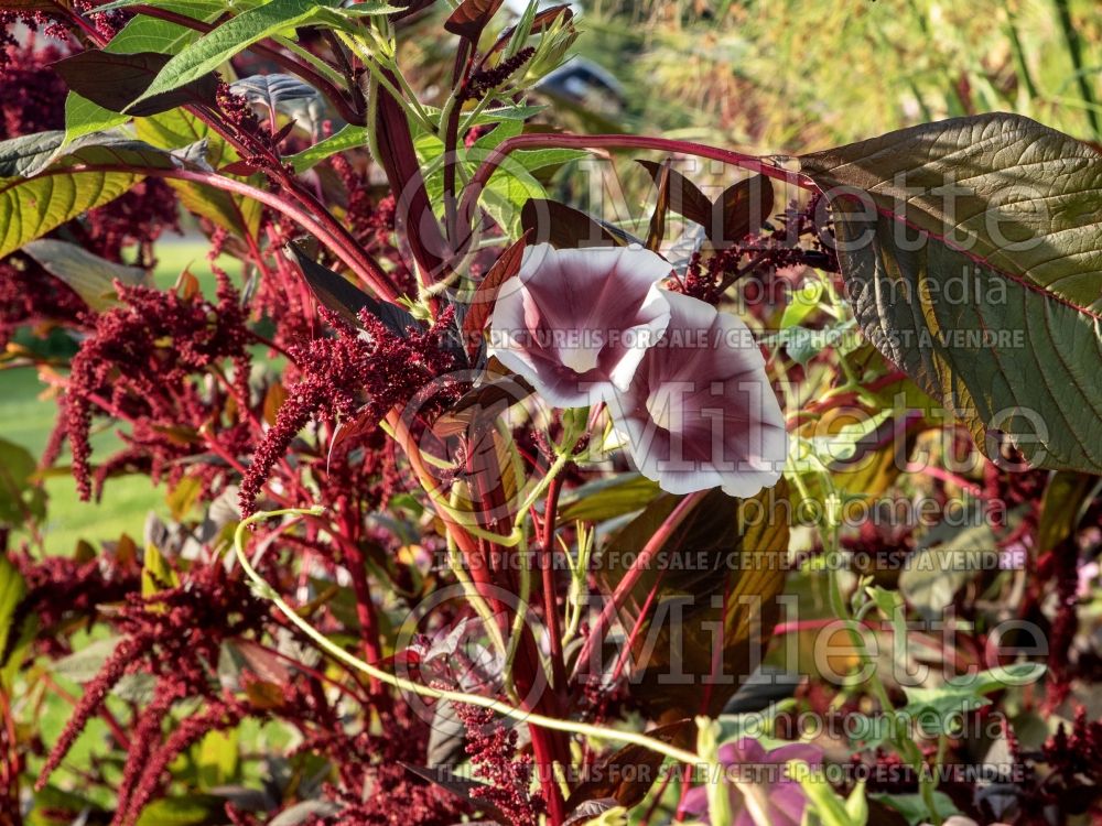 Ipomoea Chocolate (Sweet Potato Vine) 1 