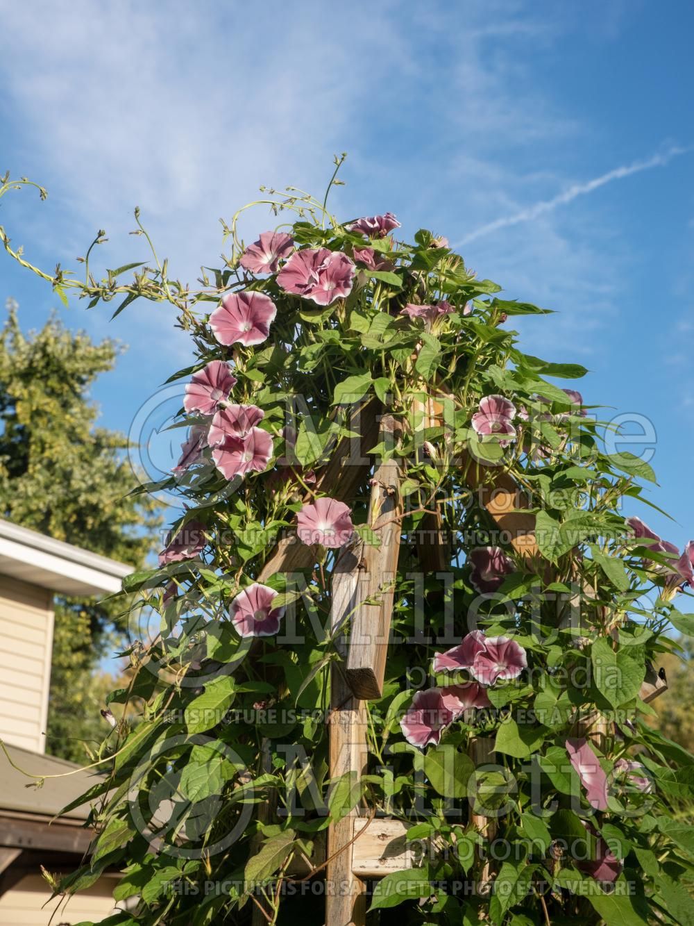 Ipomoea Morning Call Chocolate (Sweet Potato Vine) 1