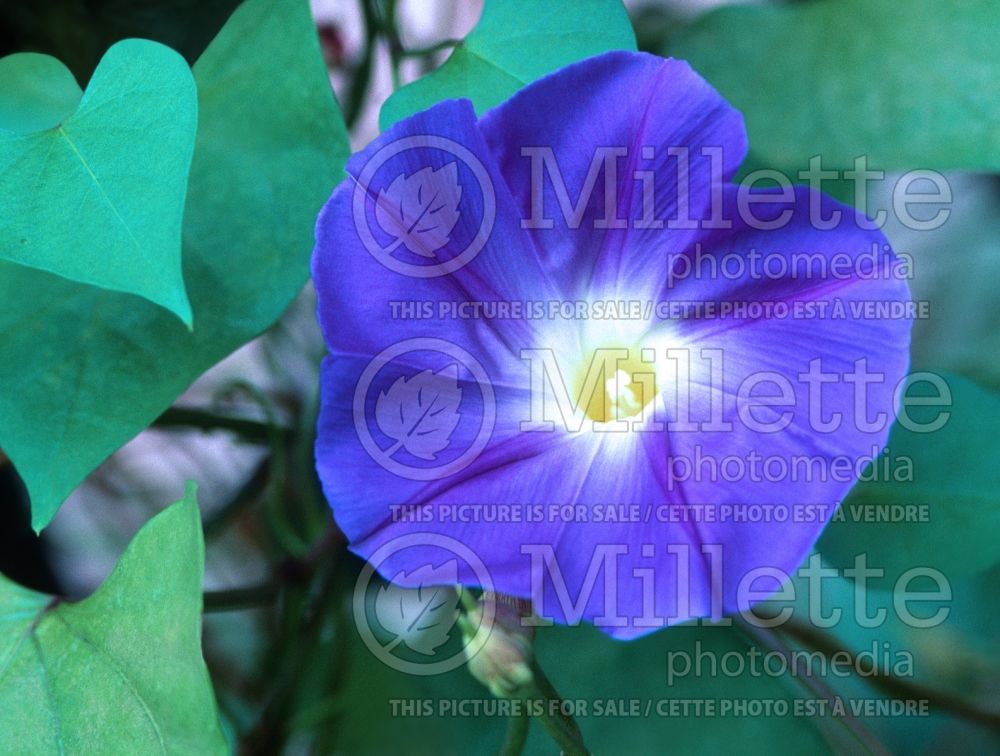 Ipomoea Heavenly Blue (Sweet Potato Vine) 2 