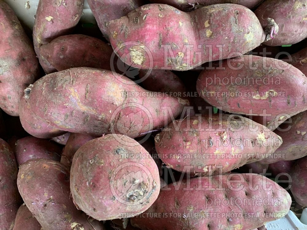 Ipomoea Murasaki (Sweet Potato Vine yams vegetable – patate douce) 1