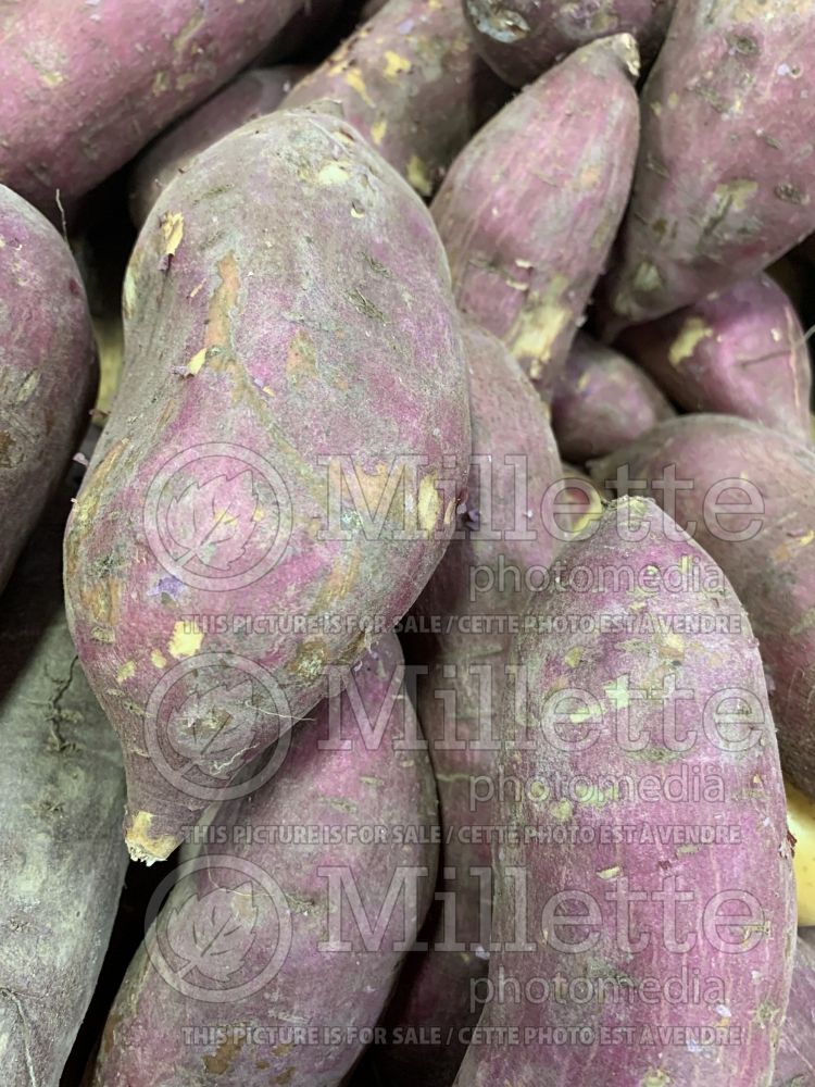 Ipomoea Murasaki (Sweet Potato Vine yams vegetable – patate douce) 2