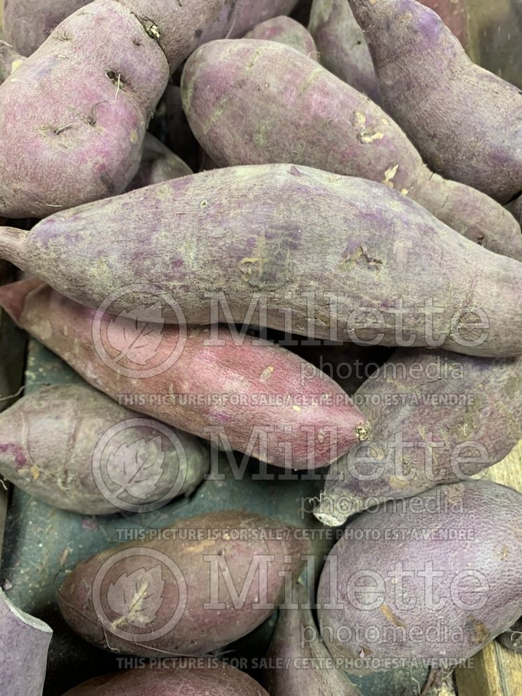 Ipomoea batatas (Sweet Potato Vine yams vegetable – patate douce) 8