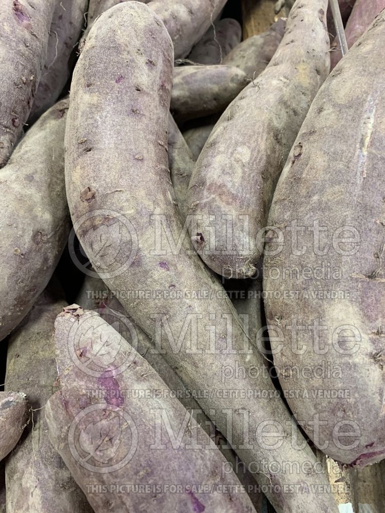 Ipomoea batatas  (Sweet Potato Vine yams vegetable – patate douce) 7