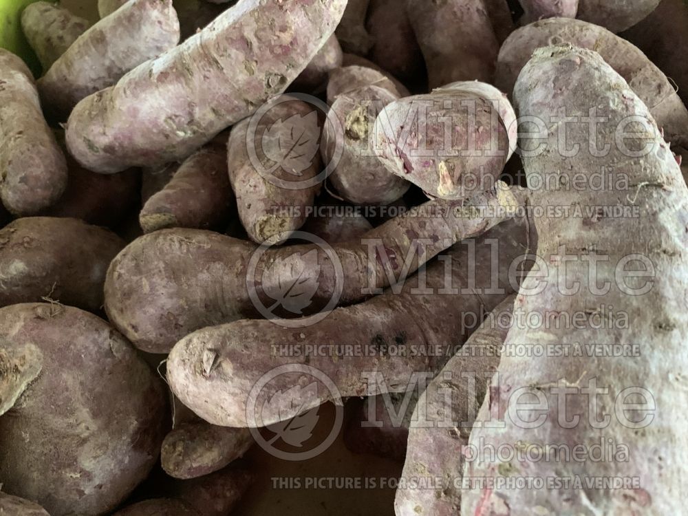 Ipomoea batatas (Sweet Potato Vine yams vegetable – patate douce) 5