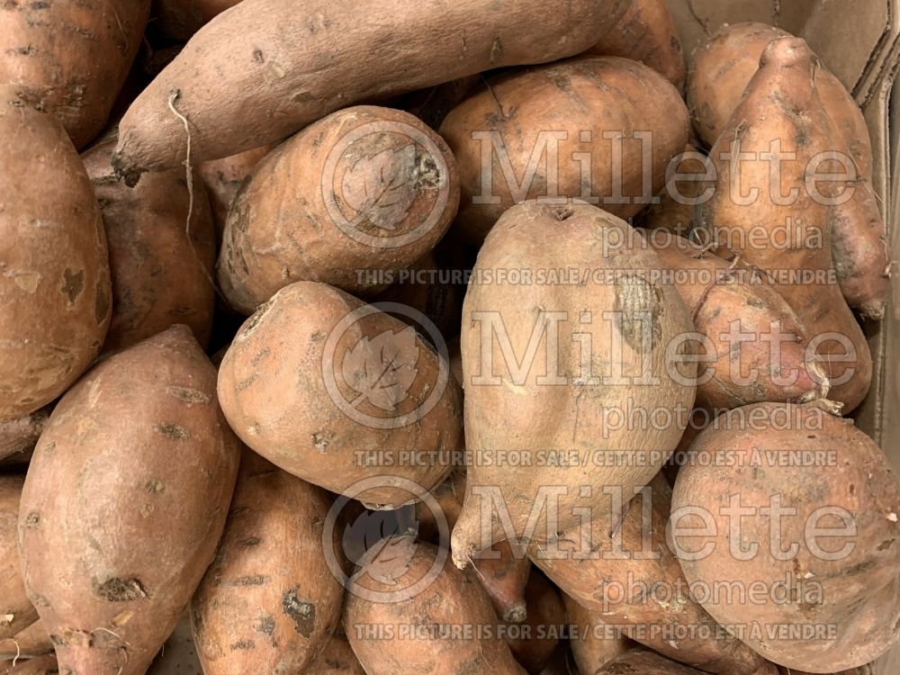 Ipomoea batatas (Sweet Potato Vine yams vegetable – patate douce) 9