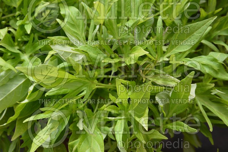 Ipomoea SolarPower Lime ou Balsolalime (Sweet Potato Vine) 1 