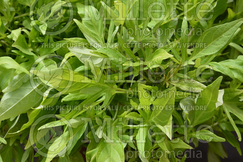 Ipomoea SolarPower Lime ou Balsolalime (Sweet Potato Vine) 2 