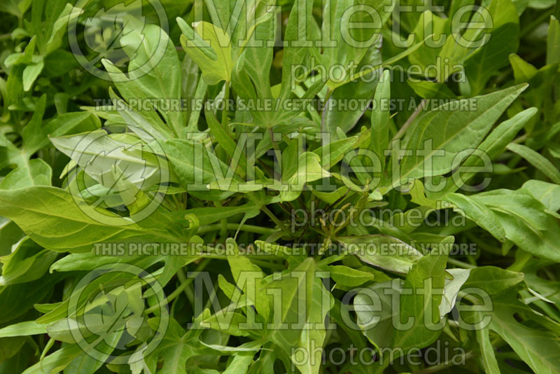 Ipomoea SolarPower Lime ou Balsolalime (Sweet Potato Vine) 4 