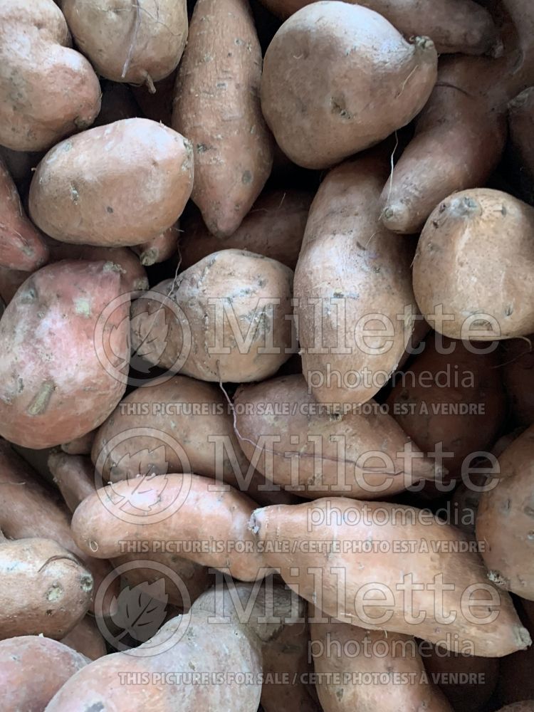 Ipomoea batatas (Sweet Potato Vine yams vegetable – patate douce) 1 
