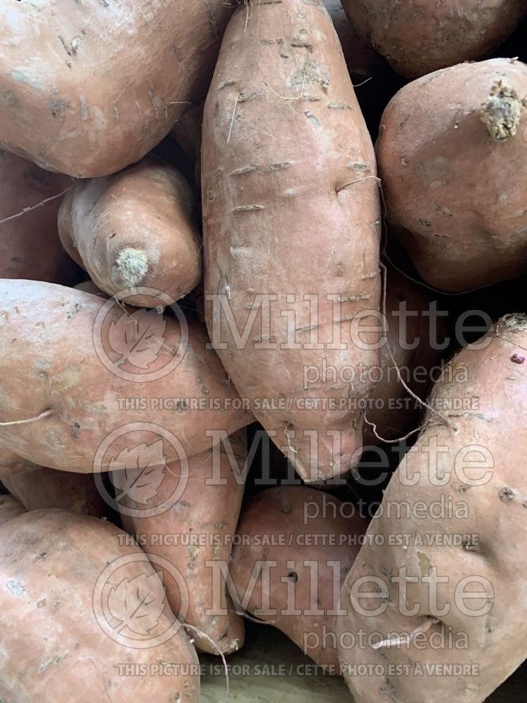 Ipomoea batatas (Sweet Potato Vine yams vegetable – patate douce) 2 