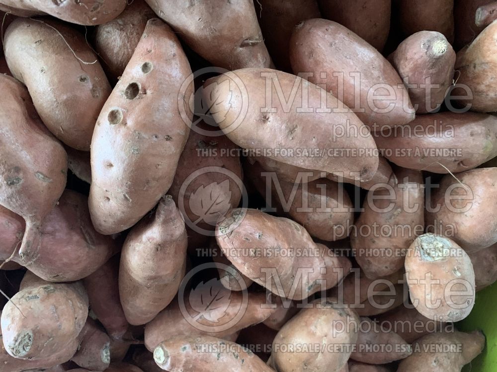 Ipomoea batatas (Sweet Potato Vine yams vegetable – patate douce) 3 