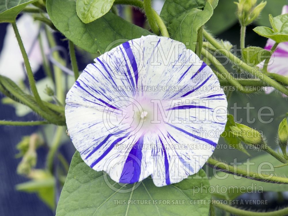 Ipomoes Carnevale Di Venezia (Sweet Potato Vine) 1 