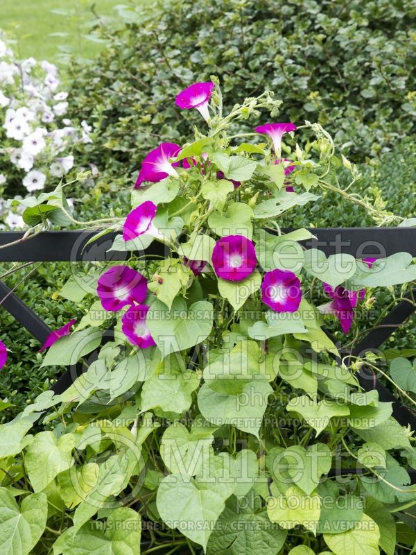 Ipomoea Crimson Rambler (Sweet Potato Vine) 2