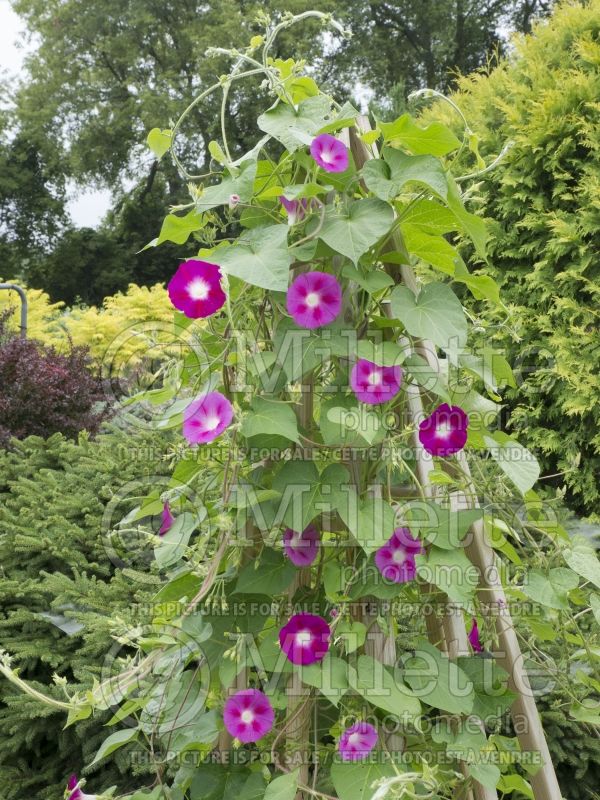 Ipomoea Crimson Rambler (Sweet Potato Vine) 3