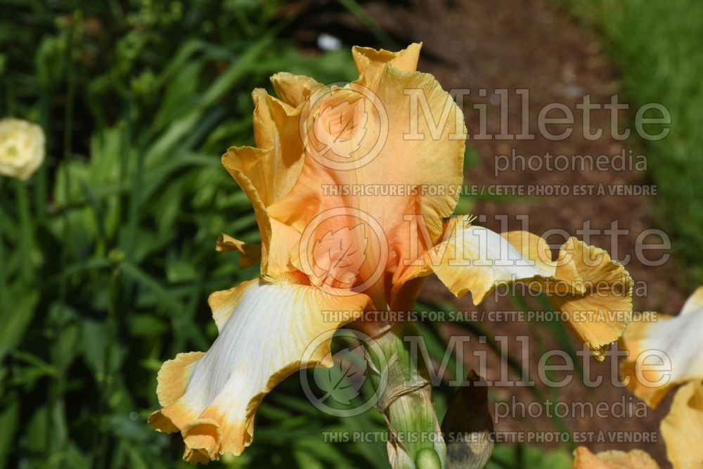 Iris Good Vibrations (Iris germanica tall bearded) 1