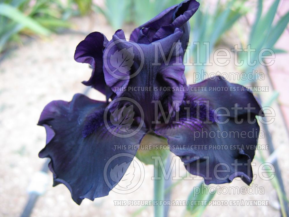 Iris Hello Darkness (Iris germanica Tall bearded) 6