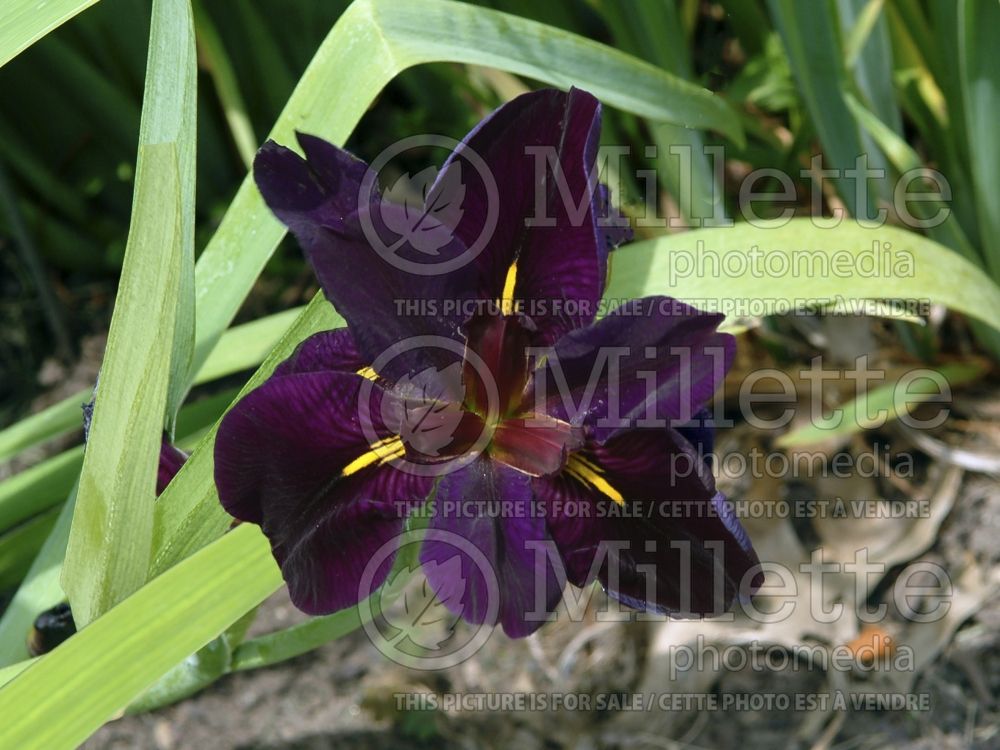 Iris Black Gamecock (Iris louisiana) 4 