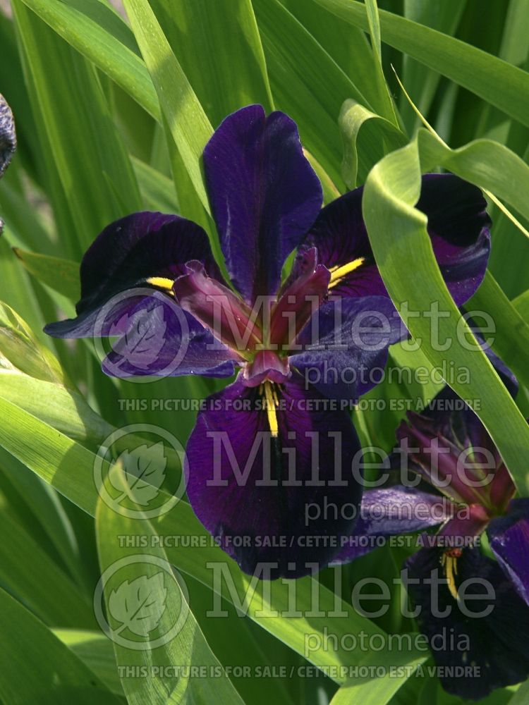 Iris Black Gamecock (Iris louisiana) 5 