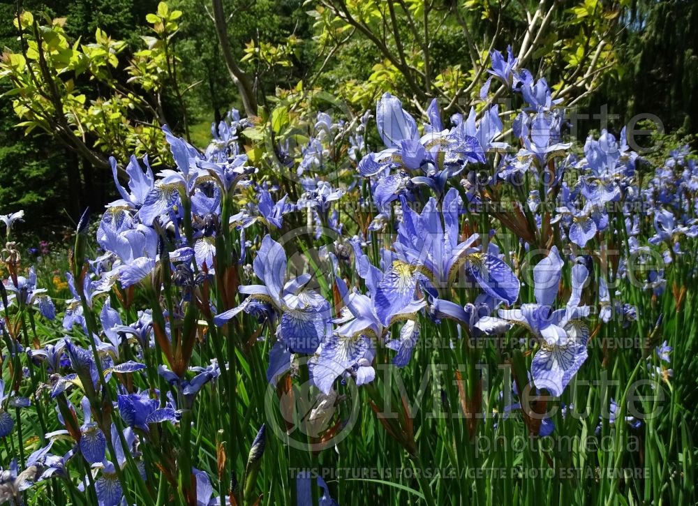 Iris Papillon (Siberian Iris) 1