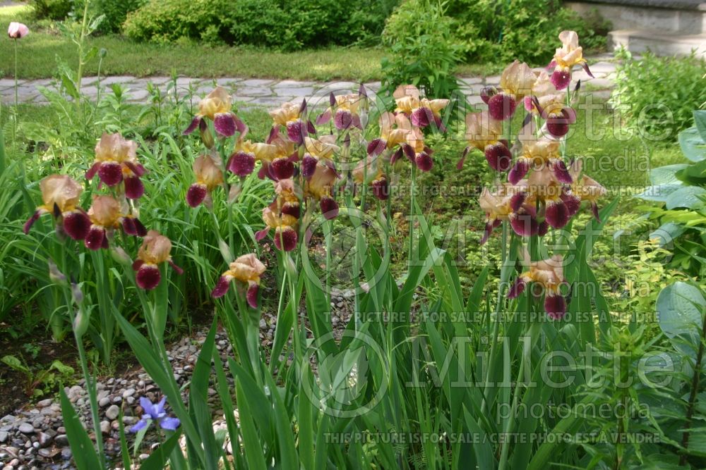 Iris Picador (Iris germanica tall bearded) 1