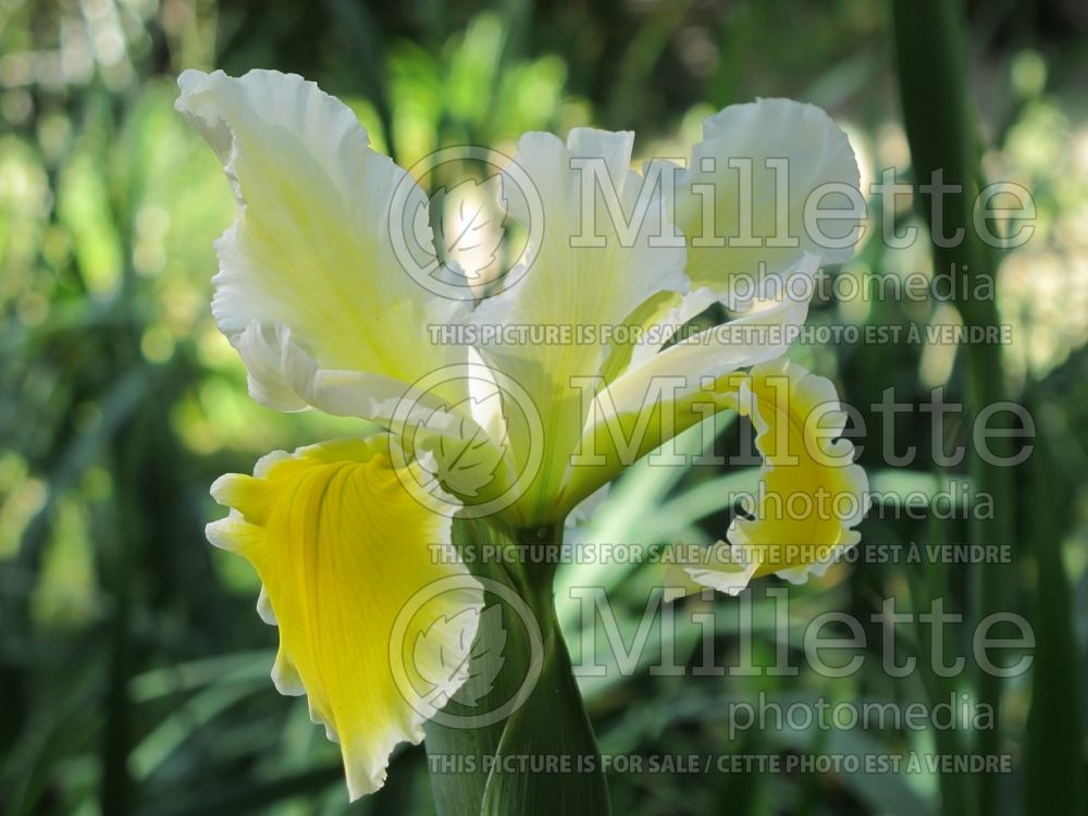 Iris Social Circle (Spuria Iris) 2 