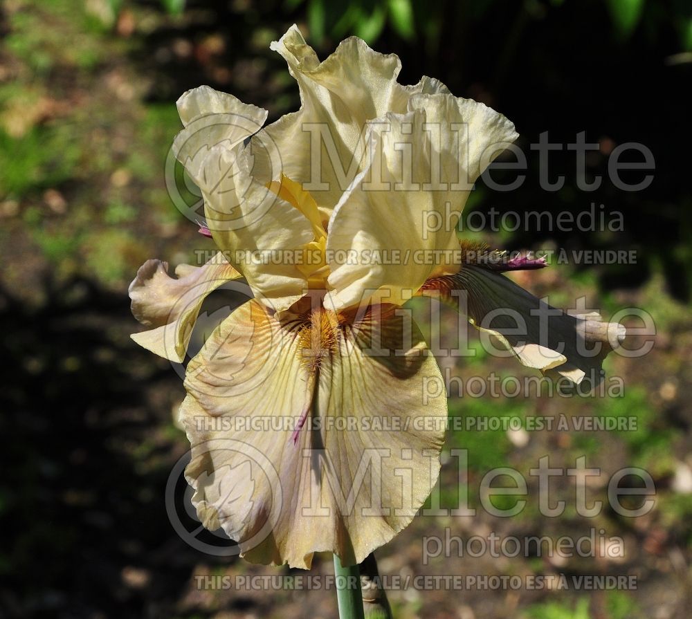 Iris Thornbird (Iris germanica Tall bearded) 6