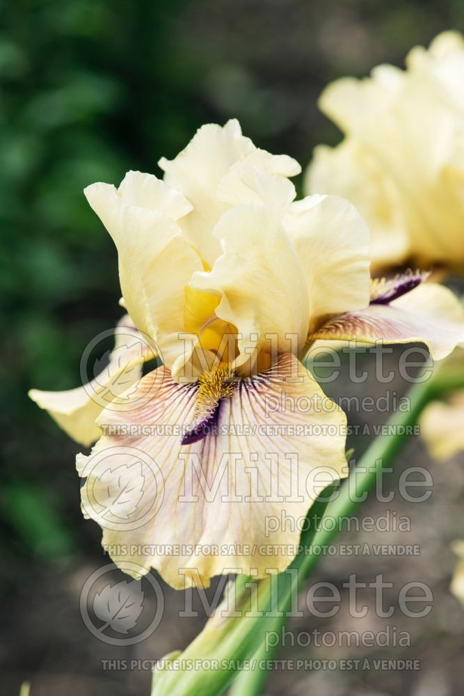 Iris Thornbird (Iris germanica Tall bearded) 5