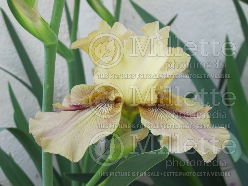Iris Thornbird (Iris germanica Tall bearded) 9