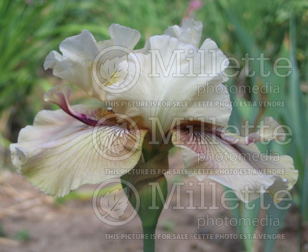 Iris Thornbird (Iris germanica Tall bearded) 10