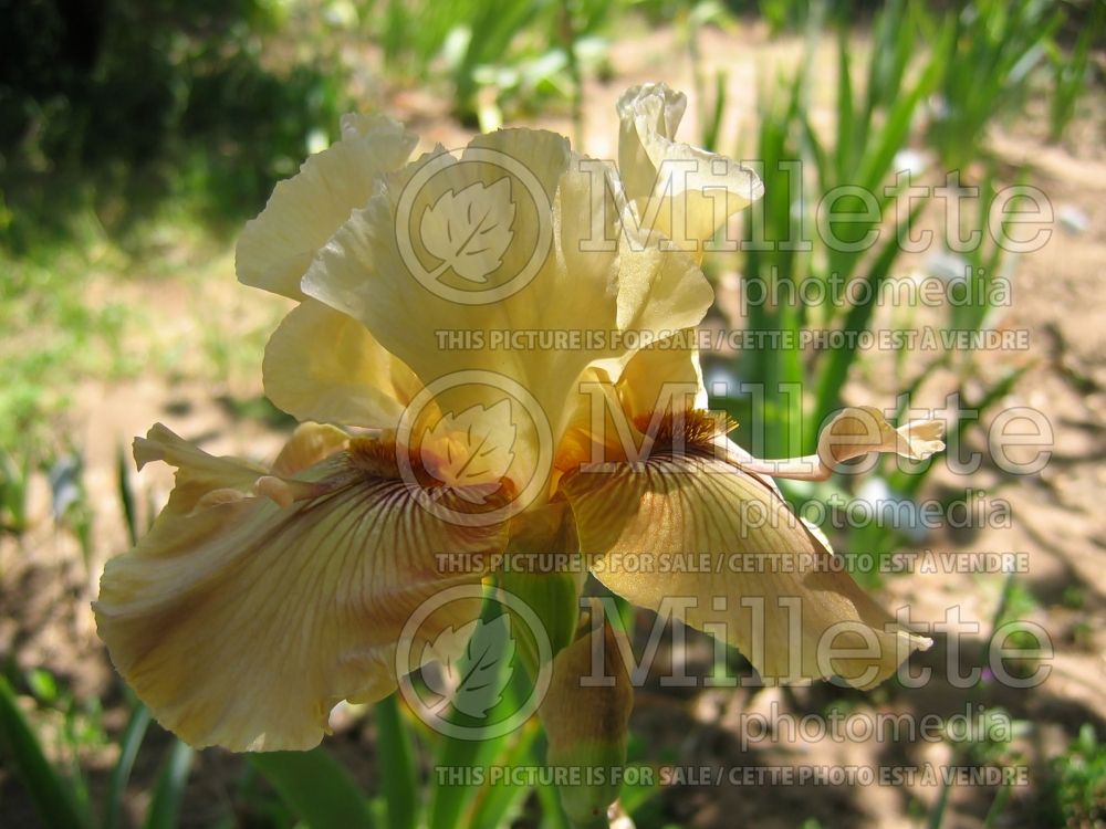 Iris Thornbird (Iris germanica Tall bearded) 7